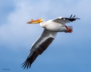PelicanFlight-783.jpg