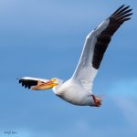 PelicanFlight-784.jpg