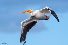 PelicanFlight-785.jpg