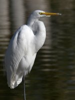 Egret2.jpg