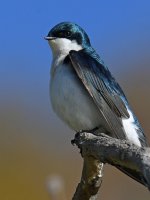 Swallow4.jpg