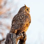 OwlPerched-789.jpg
