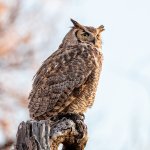 OwlPerched-790.jpg