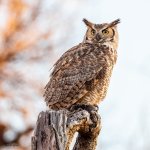 OwlPerched-791.jpg