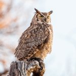 OwlPerched-792.jpg