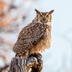 OwlPerched-793.jpg