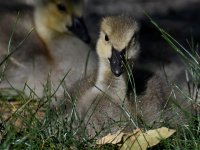Gosling2.jpg