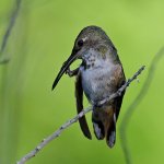 Hummer4.jpg