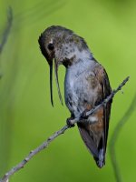 Hummer5.jpg