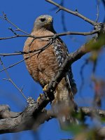 Hawk.jpg