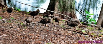 DSC_6181_stitch3_001.JPG
