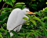 DSC_6198_001.JPG