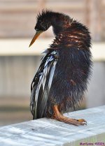 DSC_6267_001.JPG