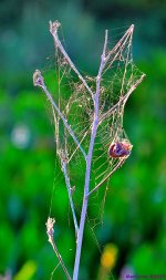 DSC_6281_001.JPG