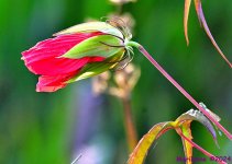 DSC_6284_001.JPG