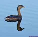 DSC_6297_001.JPG