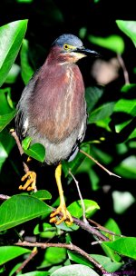 DSC_6333_stitch4_001.JPG