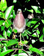 DSC_6344_001.JPG