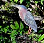 DSC_6369_001.JPG