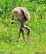 DSC_6433_001.JPG