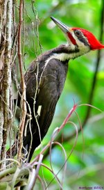 DSC_6471_001.JPG