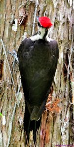 DSC_6457_001.JPG