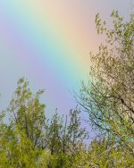 Rainbow-789.jpg