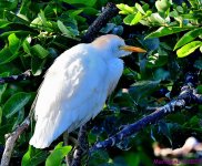 DSC_6487_001.JPG