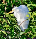 DSC_6482_001.JPG