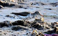 DSC_6517_001.JPG