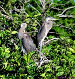 DSC_6561_001.JPG