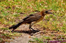 DSC_2426_001.JPG