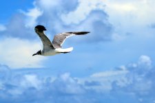 Seagull2.jpg