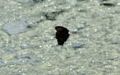 DSC_0104_20130810_133small.jpg