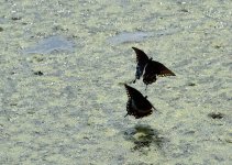 DSC_0105_20130810_134small.jpg