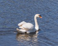 Swan-1.jpg
