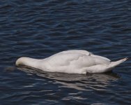 Swan-3.jpg