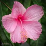 pink-1.jpg