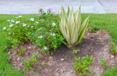 bed-of-flower-1.jpg