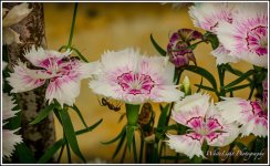 DSC__WLP_0001-136.jpg