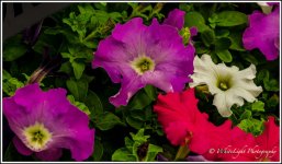DSC__WLP_0001-137.jpg
