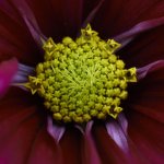 Flower 1.jpg