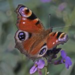 Butterfly.jpg