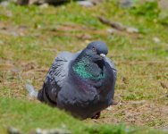 DSC_0391.jpg