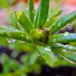 Moss Rose Bud.jpg