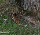 225 Red Squirrel-130813-03_01.jpg
