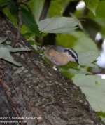 225 Nuthatch-130813-02_01.jpg