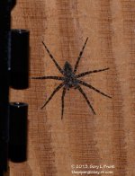 225 Wolf Spider-130813-03_01.jpg