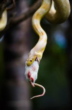 Snakeeating.jpg