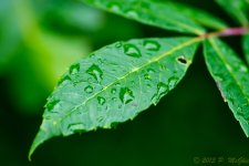 DSC_2565.jpg